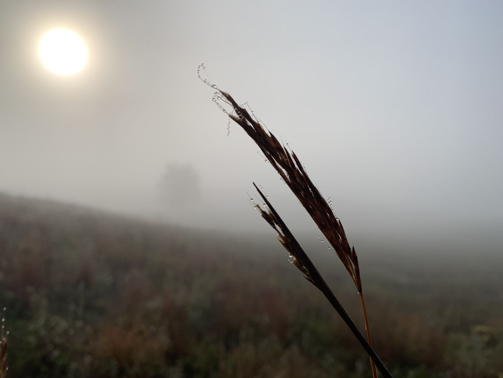 Fog at White River County Park